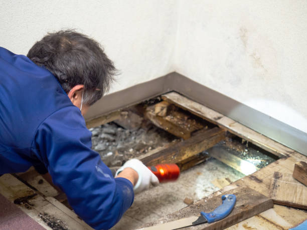 Best Home Mold Removal  in St Clair, PA