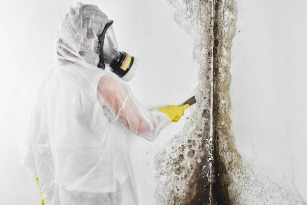 Best Commercial Mold Removal  in St Clair, PA