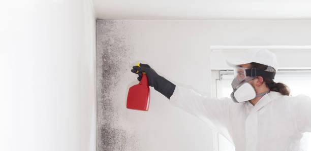 Best Best Mold Removal Companies  in St Clair, PA