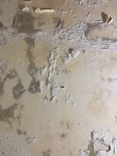 Best Same-Day Mold Removal  in St Clair, PA