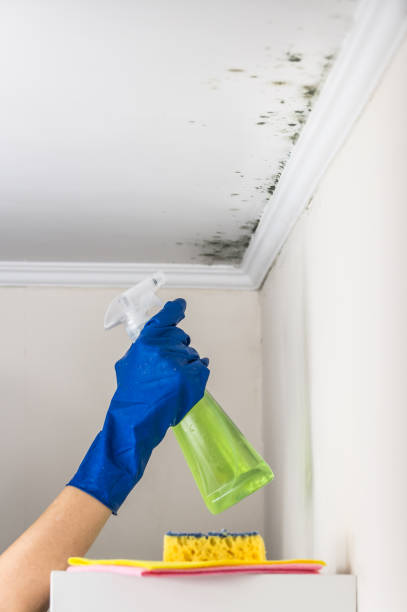 Best Mold Remediation  in St Clair, PA